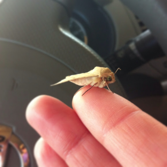 Corn Earworm Moth Project Noah