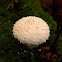 Common puffball