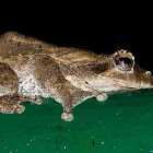 Southern Foam-nest Tree Frog