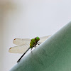 Libélula- Dragonfly