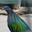 Nicobar Pigeon
