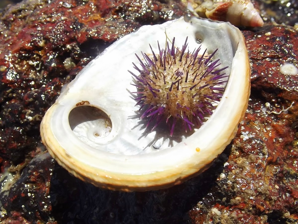 Sea urchin
