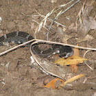 Northern Pacific rattlesnake