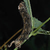 Death's Head Hawkmoth Caterpillar