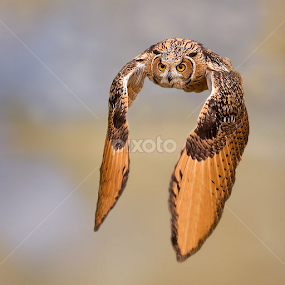 Look at me by Stefano Ronchi - Animals Birds