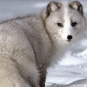 Cute Animal Wallpapers logo