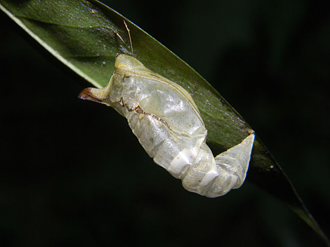 chrysalis husk