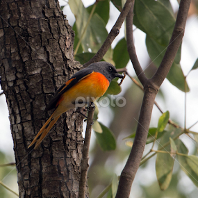 Small Minivet by Tareq Ahmed - Animals Birds
