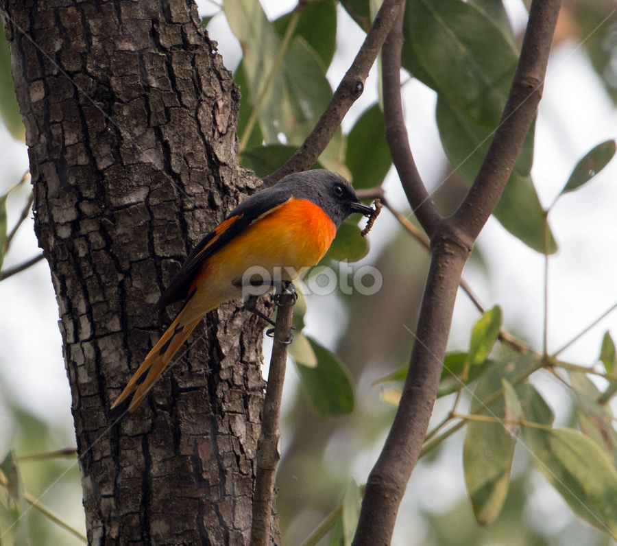 Small Minivet by Tareq Ahmed - Animals Birds