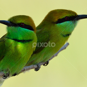 by Sameer Desai - Animals Birds