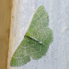 Geometrid Moth - Emerald - Blackberry Looper