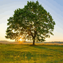 Tree icon