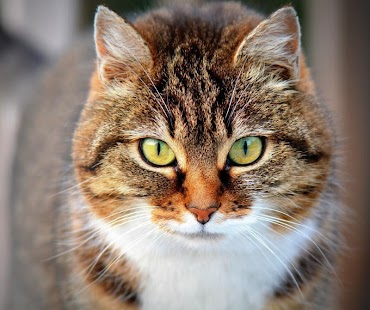 Cats and Kittens Jigsaw Puzzle Screenshots 2