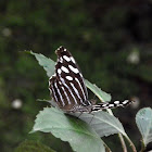 Blue wave butterfly