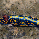 Sea Slug