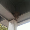Bird nest - used for approx.5years