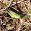 Short-winged green Grasshopper