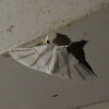 Saturnid Moth