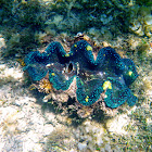 Giant Clam or Gigas Clam