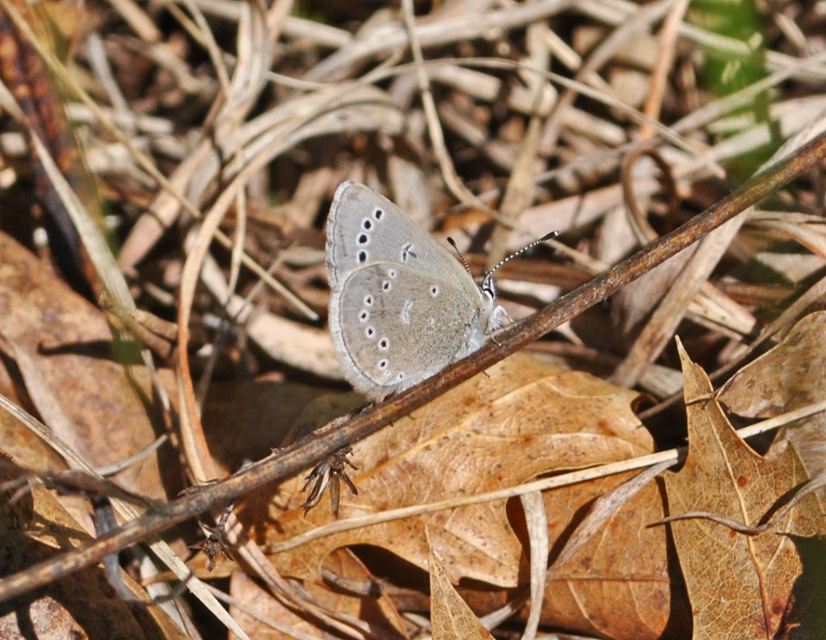 Silvery Blue