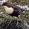 Dipper