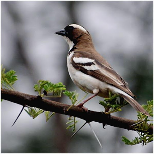 Burung Kicauan Pilihan