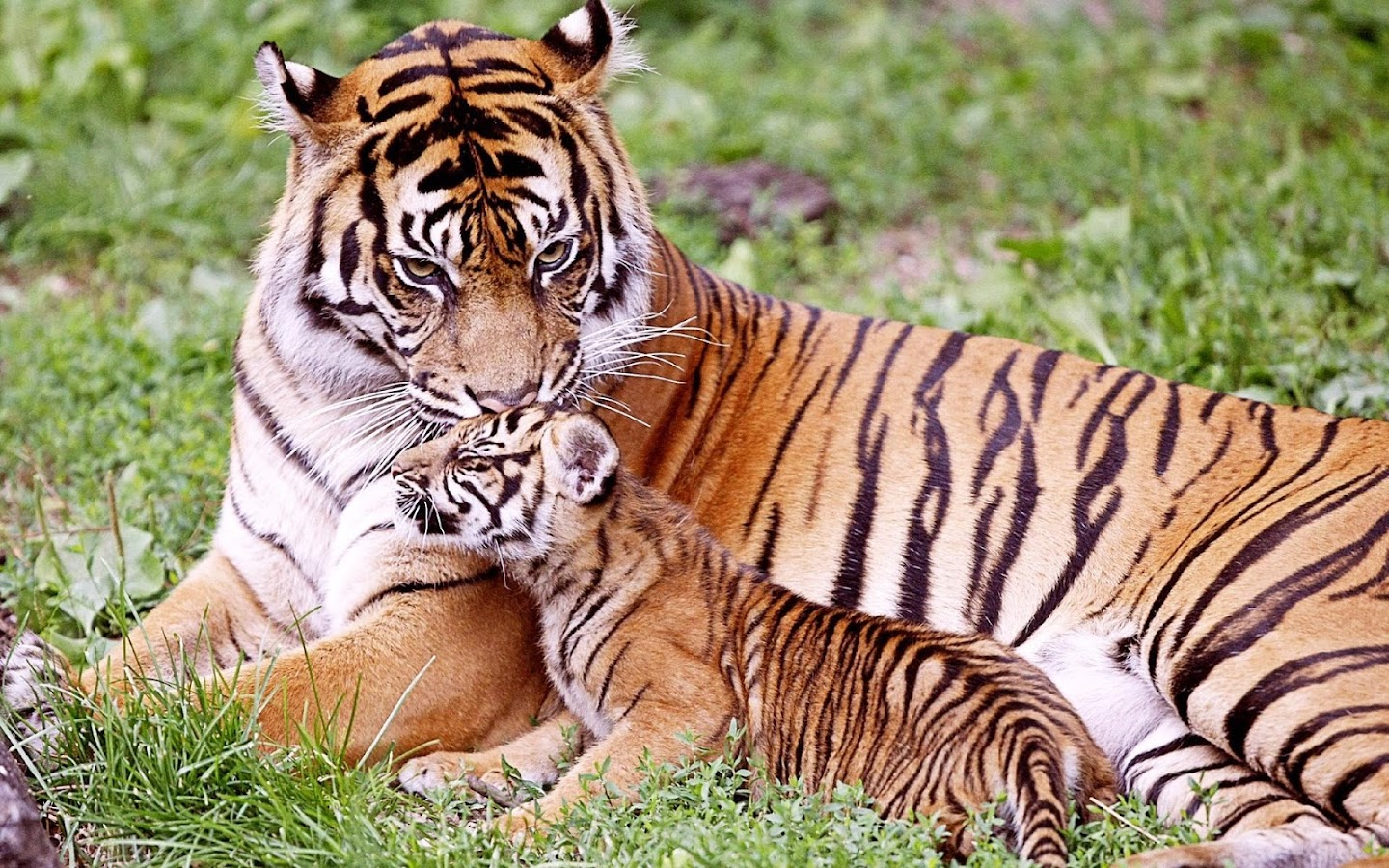 Gambar Wallpaper Harimau Api Gambar Wallpaper