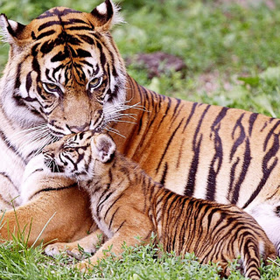 Trend Gambar Harimau Api Biru
