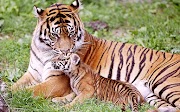 Trend Gambar Harimau Api Biru