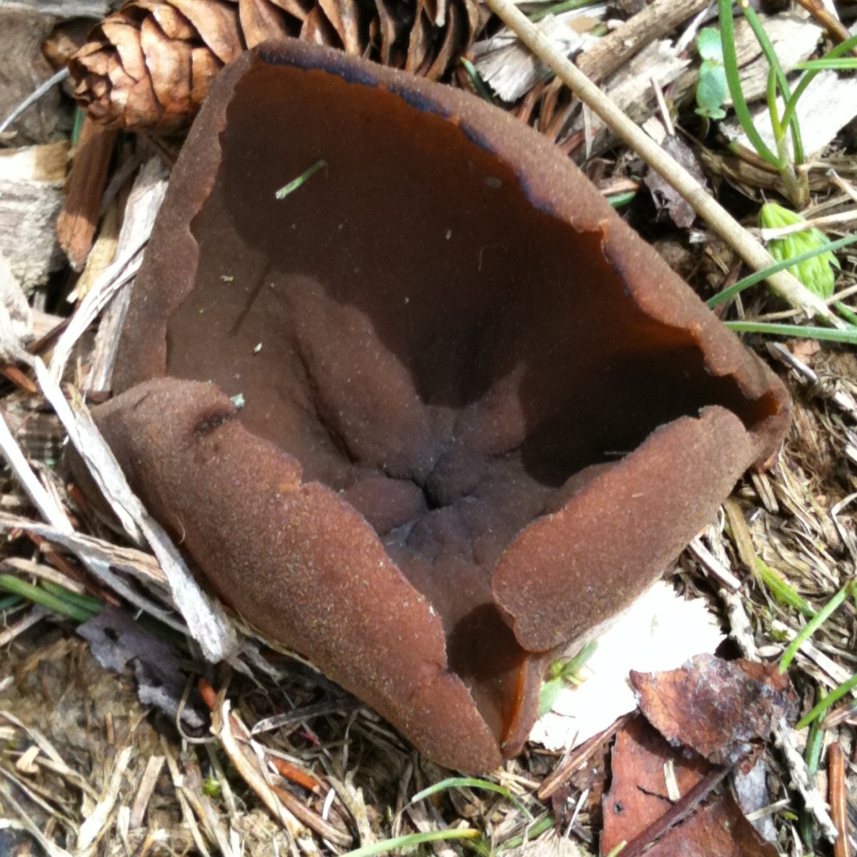 Brown Cup Fungus