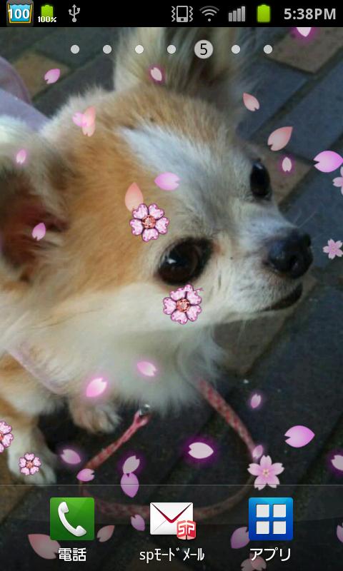 Android application Cherry blossom live wallpaper screenshort