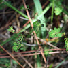 Florida Five-petalled Leafflower
