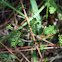 Florida Five-petalled Leafflower