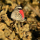 Mariposa 88 - cramer's eighty-eight