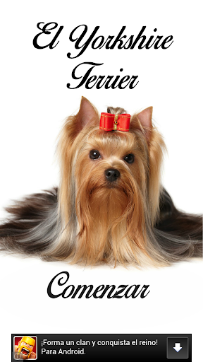 El Yorkshire Terrier