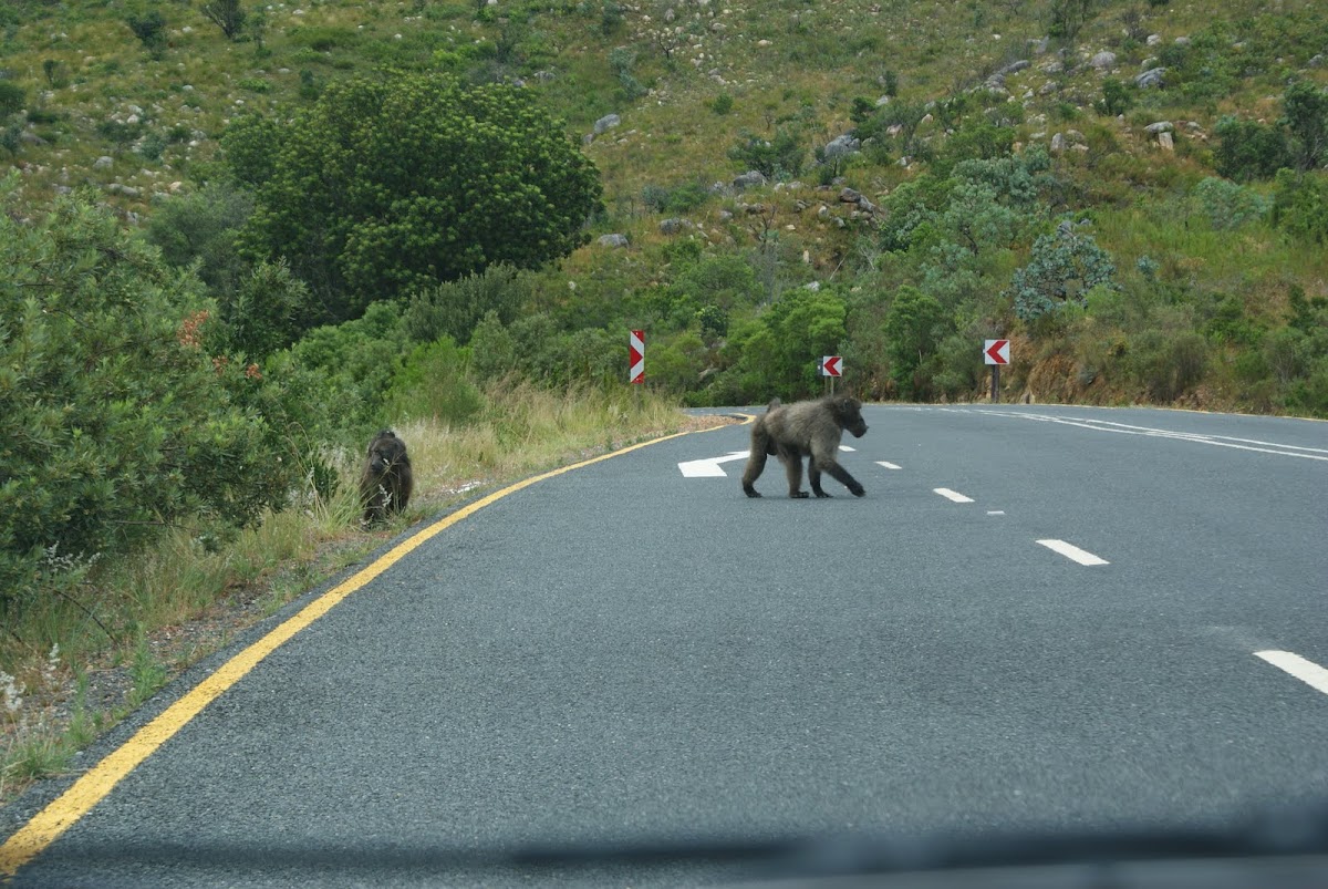 Chacma Baboon