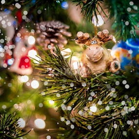 Merry Christmas, are the reindeer of Santa Claus and I can not find the sled . by Peri Mario Angelo - Public Holidays Christmas