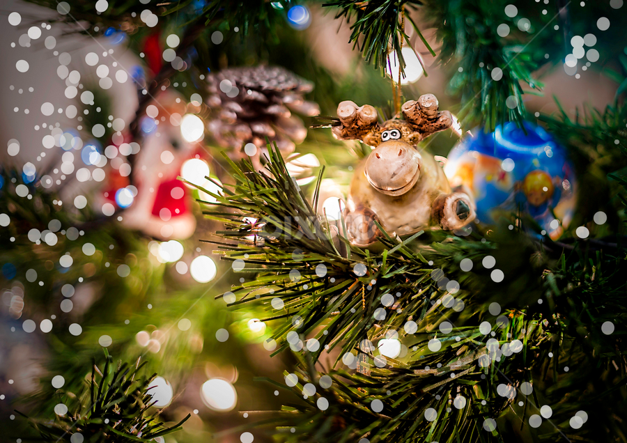 Merry Christmas, are the reindeer of Santa Claus and I can not find the sled . by Peri Mario Angelo - Public Holidays Christmas