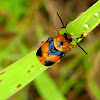 Orange-black Leaf Cylinder Beetles