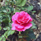 Grandiflora Rose 'Fame'