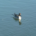 Northern Pintail