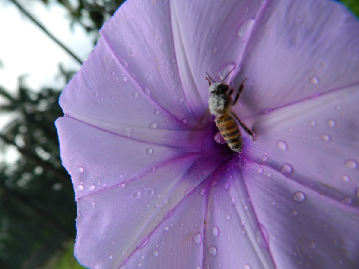 Asiatic honey bee 