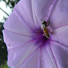 Asiatic honey bee 