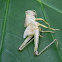 grasshopper exoskeleton