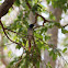 Asian Paradise flycatcher (female)