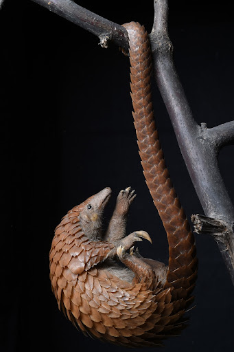 African Tree Pangolin — Google Arts & Culture