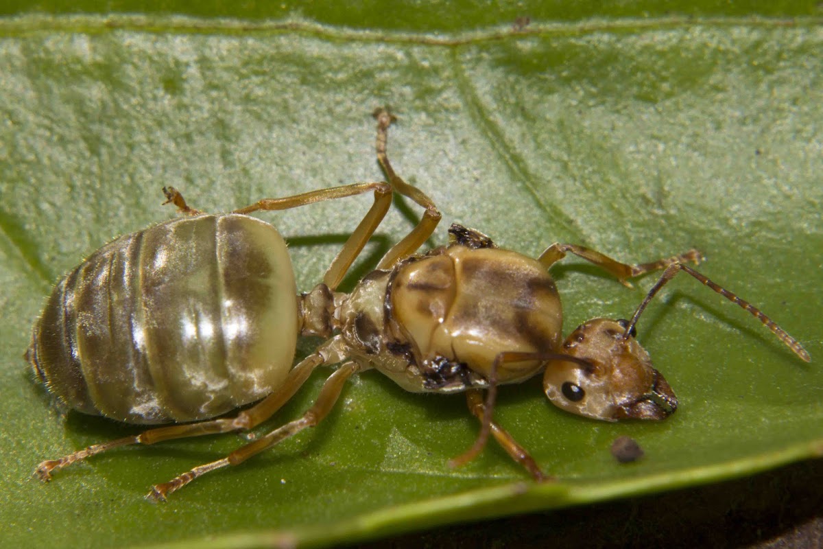 Green Ant (queen)