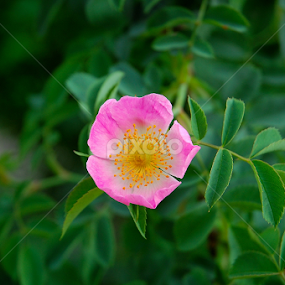by Teglas Marin - Flowers Flowers in the Wild