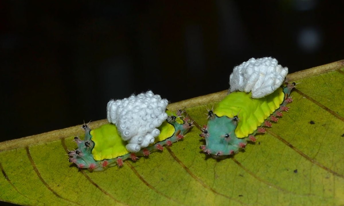 Blue-nosed caterpillar