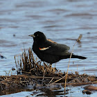 red-winged blackbird (male)